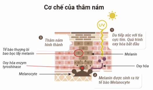 Cơ chế của thâm nám