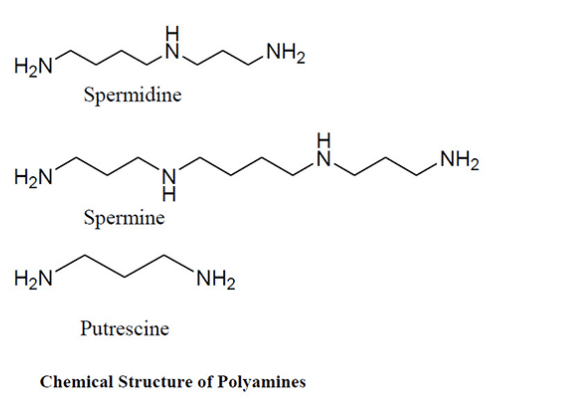 Phytopolyamine