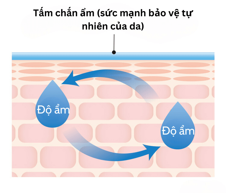 Tấm chắn ẩm (Sức mạnh bảo vệ tự nhiên của da)